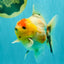 UNIQUE A Grade Marble Red Head Oranda Male 4.5-5 inches #090426OR_05
