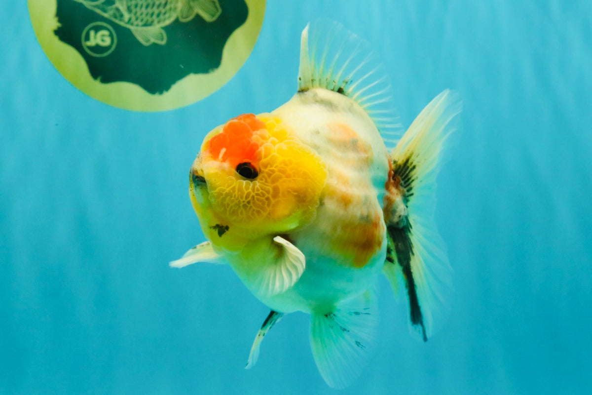 UNIQUE A Grade Marble Red Head Oranda Male 4.5-5 inches #090426OR_05