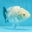 White Sakura Chinese Ranchu Female 4.5-5 inches #112825RC_13