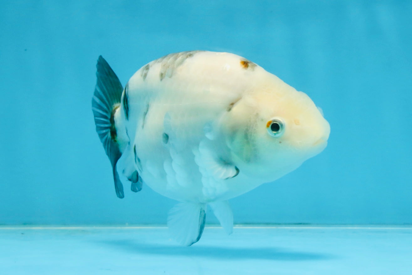 White Sakura Chinese Ranchu Female 4.5-5 inches #112825RC_13