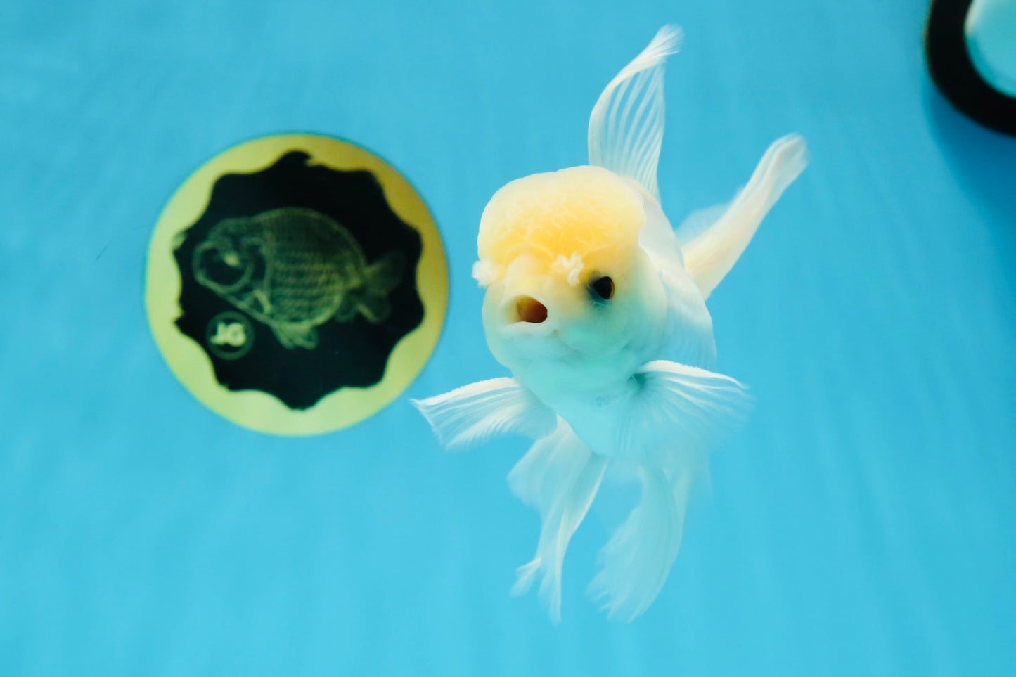 A Grade Lemonhead Button Eyes Oranda Male 5-5.5 inches #010325OR_10