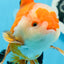 AAA Grade Tricolor Oranda Male 5-5.5 inches #0830OR_21