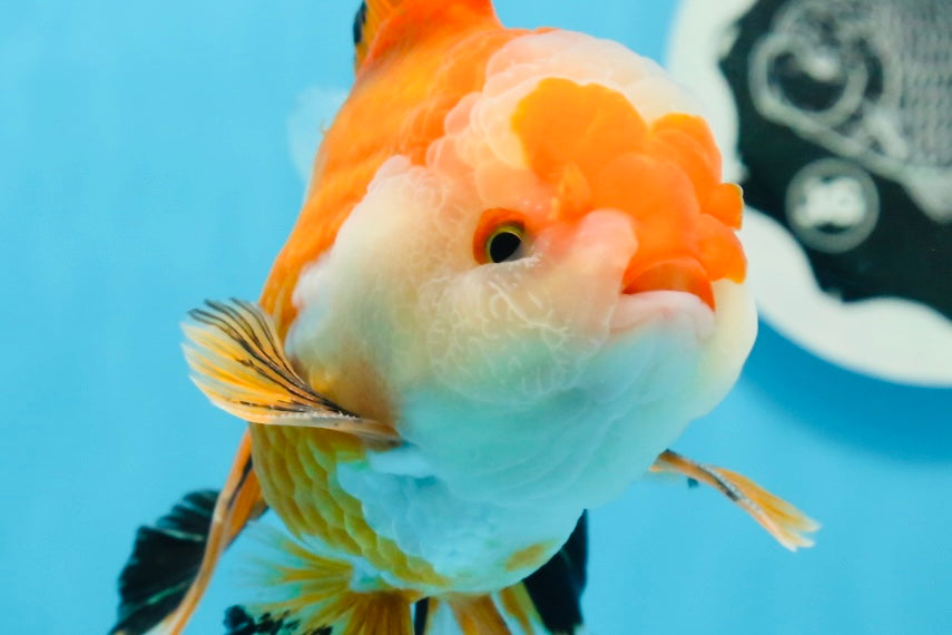 AAA Grade Tricolor Oranda Male 5-5.5 inches #0830OR_21