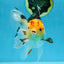 A Grade UNIQUE Tricolor Oranda Male 5.5 inches #072525OR_08