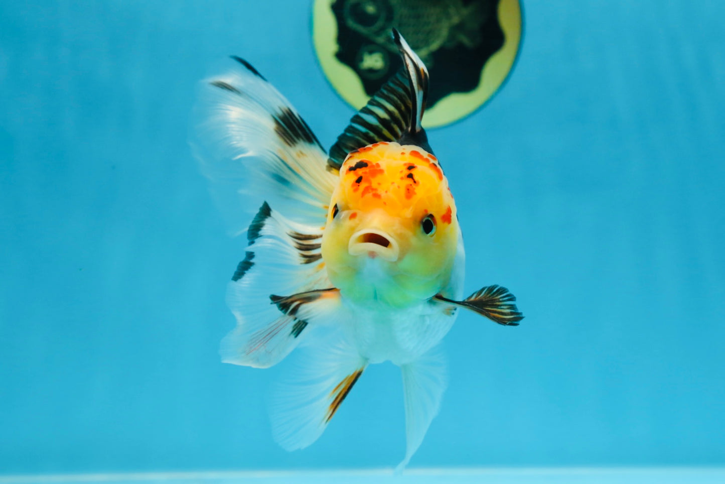 A Grade UNIQUE Tricolor Oranda Male 5.5 inches #072525OR_08