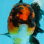 A Grade Tricolor Lava Head Oranda Male 5.5 inches #120624OR_04