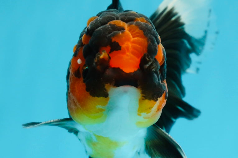 A Grade Tricolor Lava Head Oranda Male 5.5 inches #120624OR_04