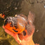 SPECIAL A Grade Apache Oranda Female 6-6.5 inches #050826OR_05