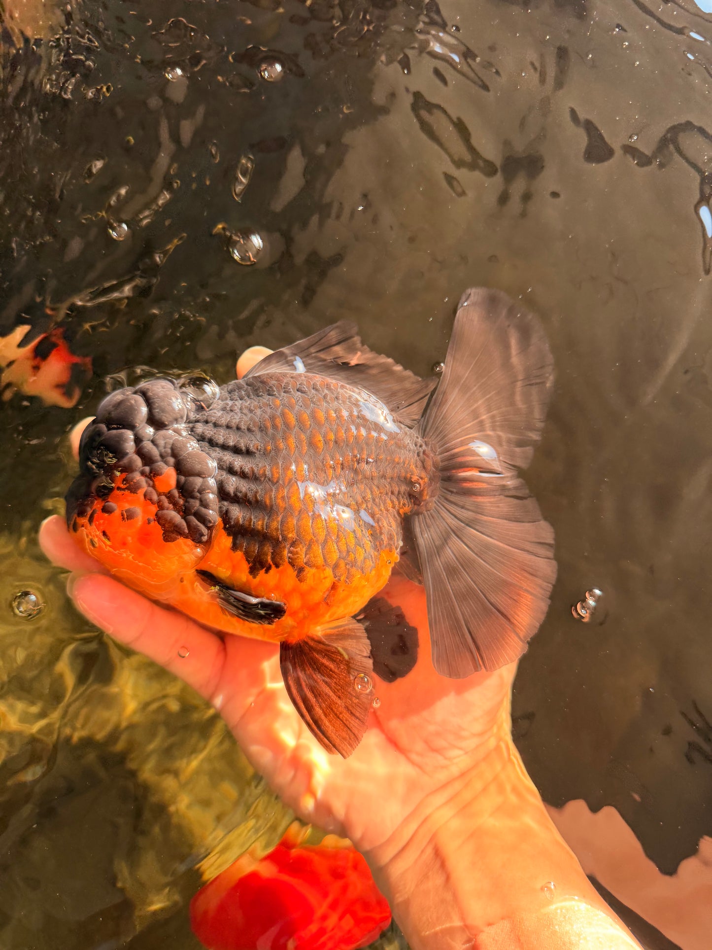SPECIAL A Grade Apache Oranda Female 6-6.5 inches #050826OR_05