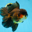 AAA Grade GIANT Godzilla Apache Oranda Male 6.5 inches #090525OR_09