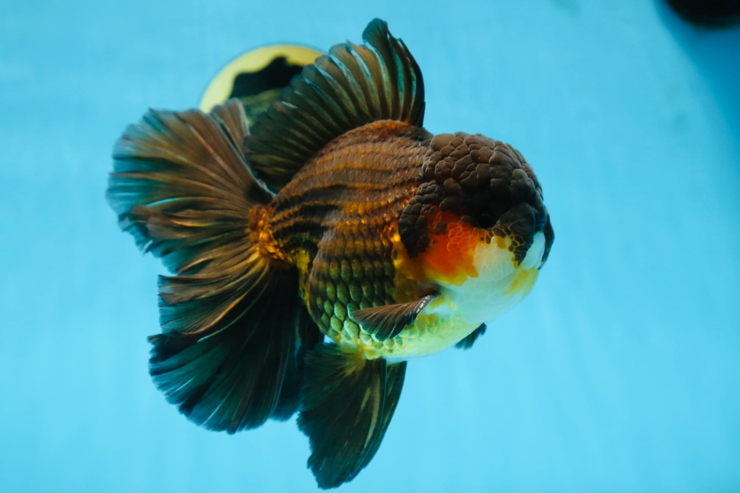 AAA Grade GIANT Godzilla Apache Oranda Male 6.5 inches #090525OR_09