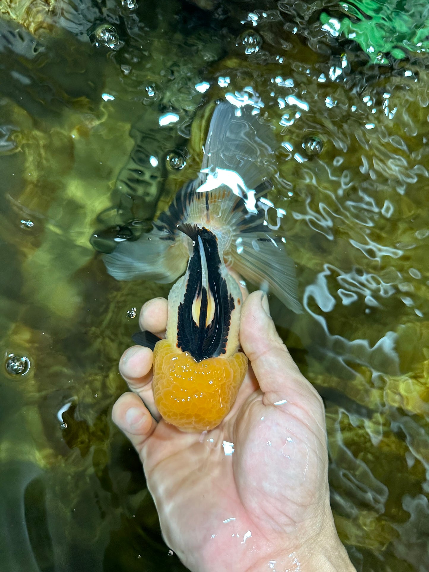 A Grade Panda Oranda Female 5.5-6 inches #082925OR_09