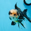 A Grade Tricolor Oranda Male 5 inches #0830OR_25