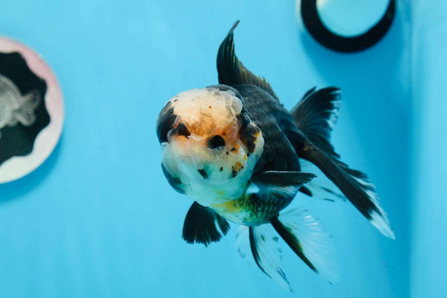 A Grade Tricolor Oranda Male 5 inches #0830OR_25