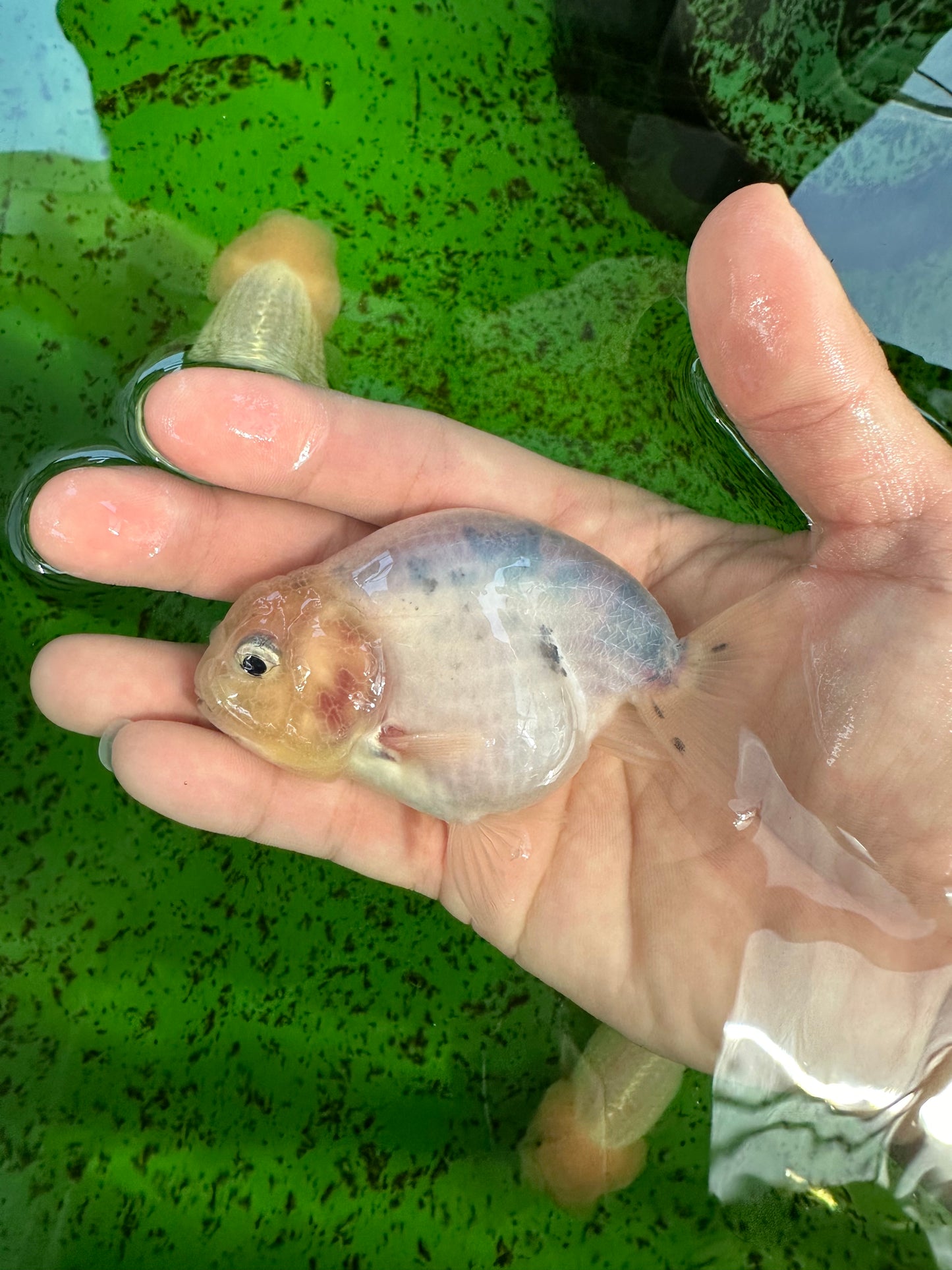 Marble Ranchu Female 3.5 inches #1004LC_09