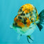 AAA Grade Special Tricolor Tiger Ranchu Male 4.5-5 inches #062626RC_08