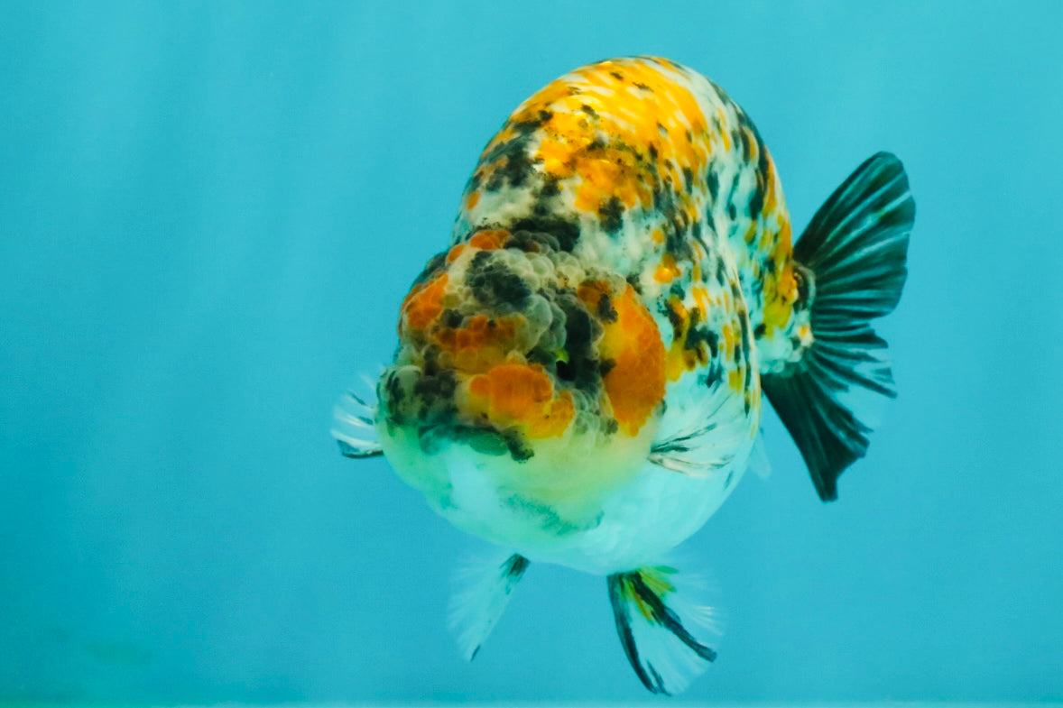 AAA Grade Special Tricolor Tiger Ranchu Male 4.5-5 inches #062626RC_08