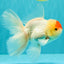 A Grade Special Heart Head Red White Oranda Male 6 inches #101626OR_01