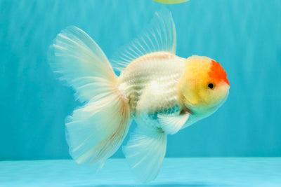 A Grade Special Heart Head Red White Oranda Male 6 inches #101626OR_01