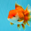 CHUNKY A Grade Red White Oranda Male 6 inches #040326OR_15