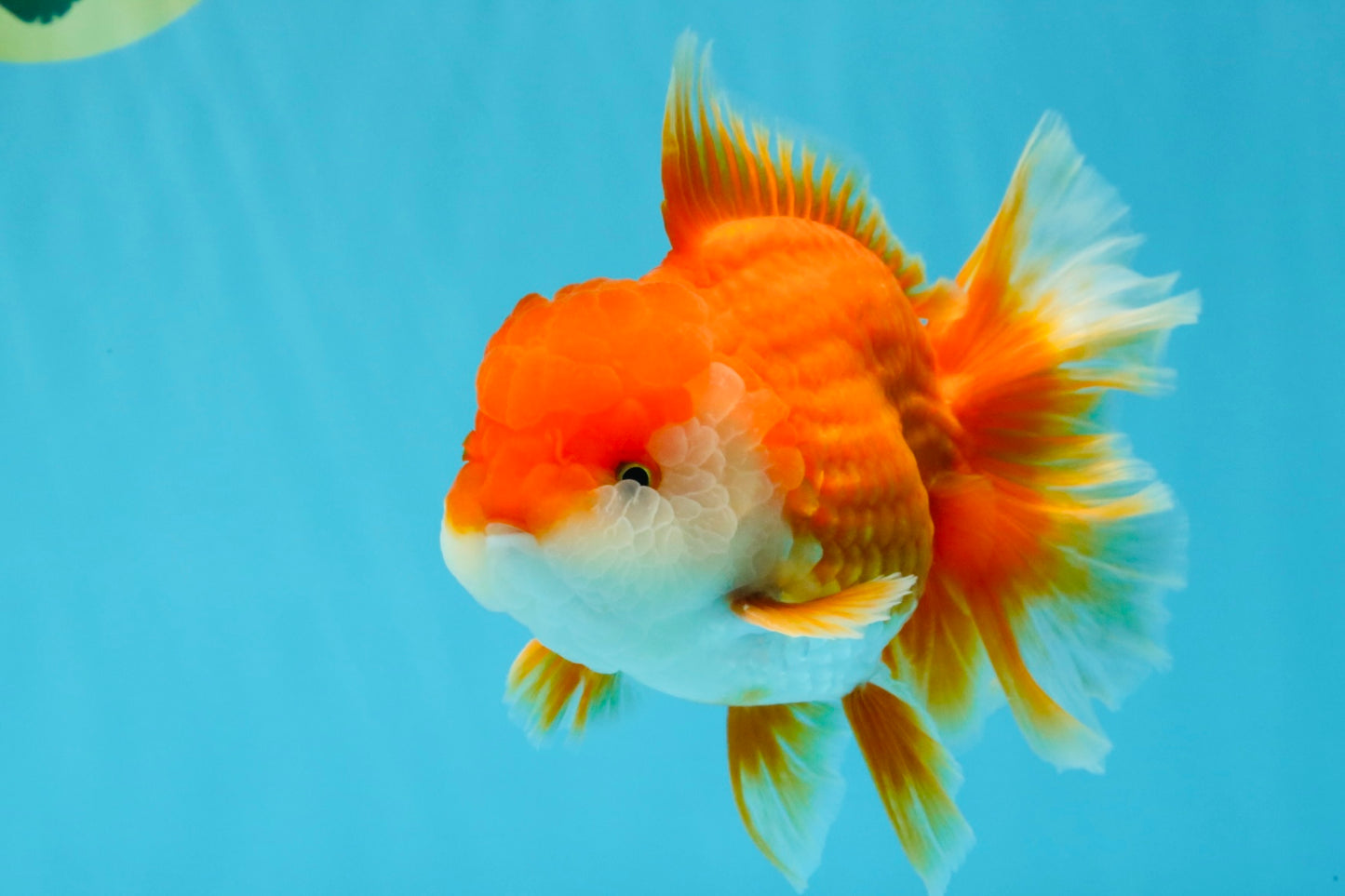 CHUNKY A Grade Red White Oranda Male 6 inches #040326OR_15