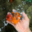 Calico Yuanbao Male 4.5-5 inches #071026YB_18