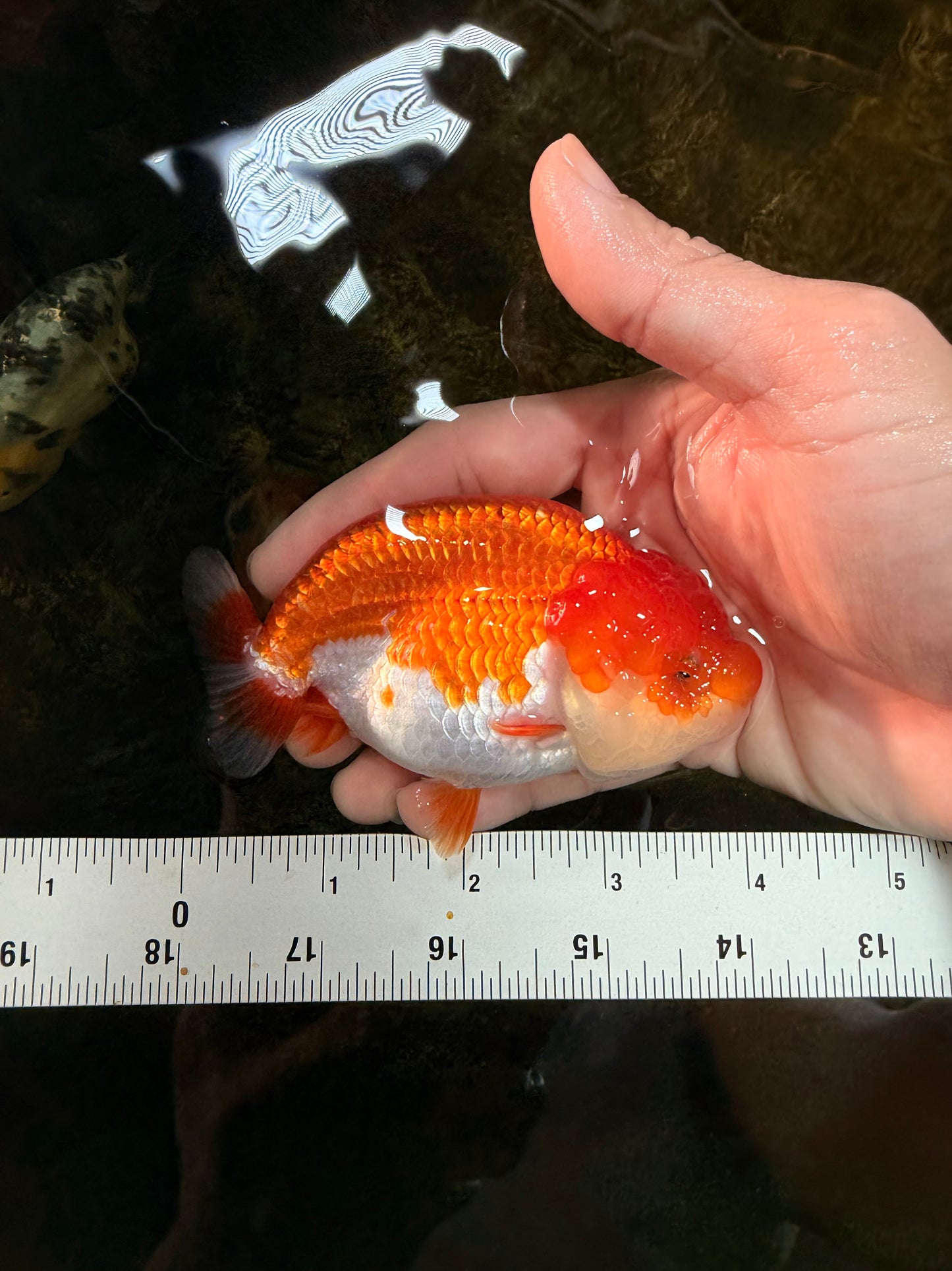 BIG WEN AAA Grade Red White LionQueen 4 inches #101725LC_06