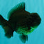A Grade Black Yuanbao Female 4.5-5 inches #101626YB_36