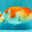 FLUFFY WEN A Grade Red White LionQueen Female 5 inches #051526LC_14