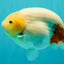 AAA Grade Sakura Ranchu Female 5.5-6 inches #102326RC_02
