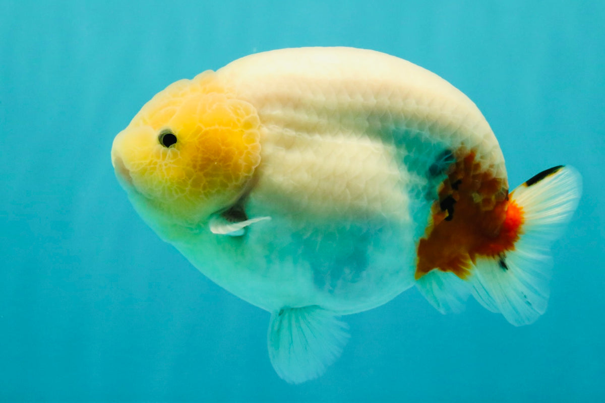AAA Grade Sakura Ranchu Female 5.5-6 inches #102326RC_02