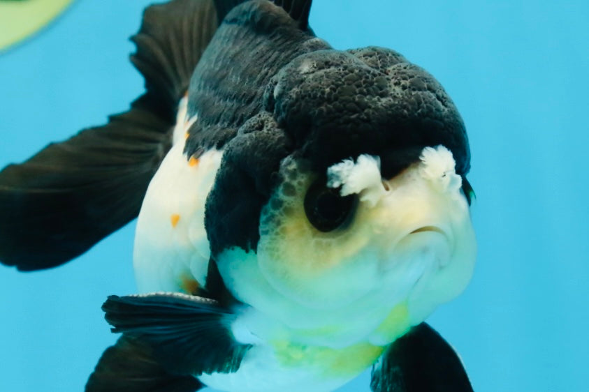 Chubby Pompom Panda Button Eyes Yuanbao Male 4.5 inches #071125YB_16