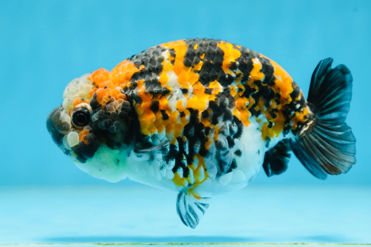 A Grade SUPER CUTE Tricolor Tiger LionQueen 5 inches #091225LC_07