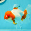 Red White Oranda Female 5.5 inches #110124OR_08