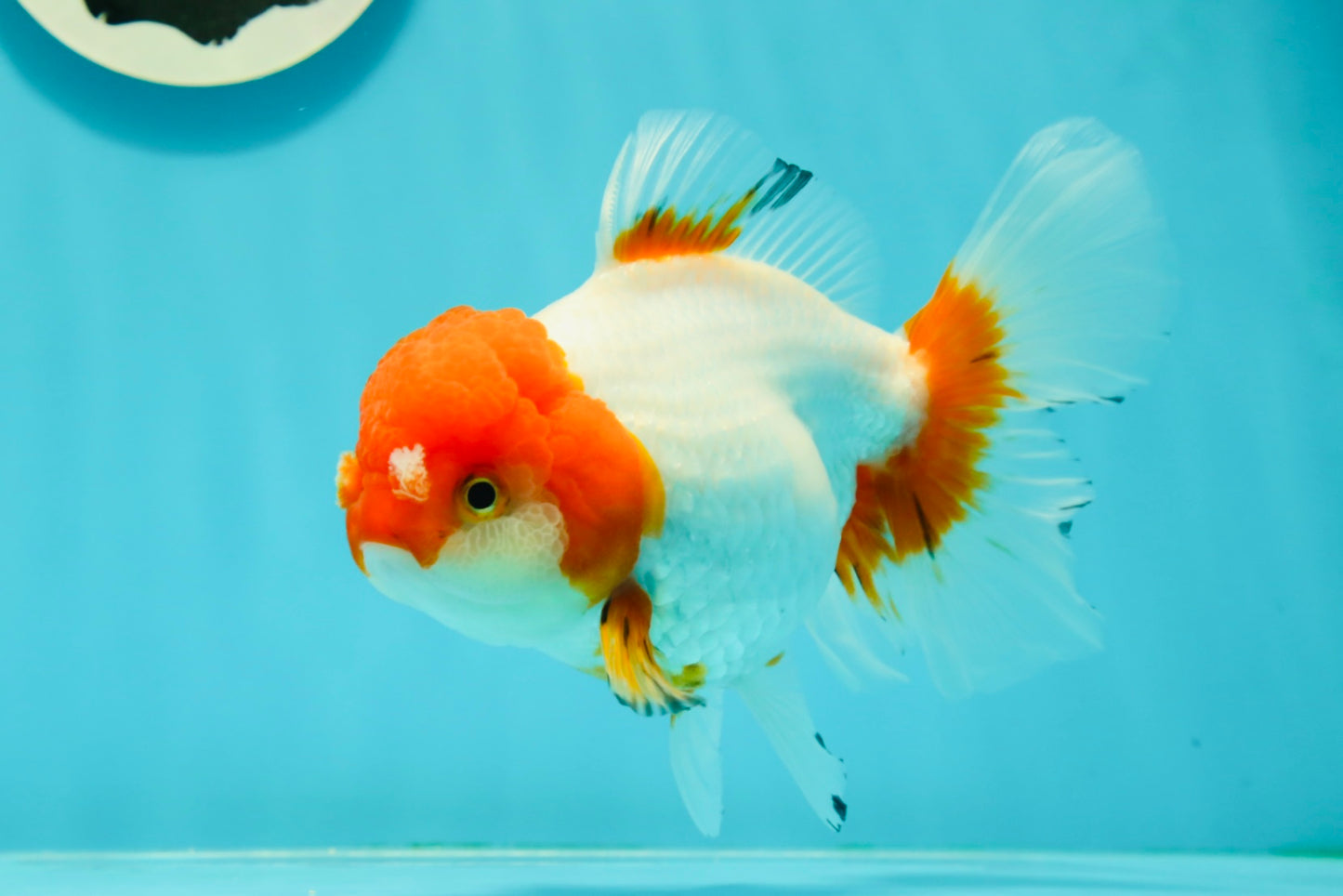 Red White Oranda Female 5.5 inches #110124OR_08