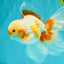 CHICKIE A Grade Red White Oranda Male 6-6.5 inches #082826OR_13