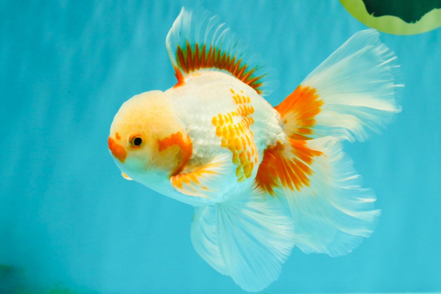 CHICKIE A Grade Red White Oranda Male 6-6.5 inches #082826OR_13