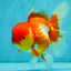 IRON MAN A Grade Red White Oranda Female 6-6.5 inches #080726OR_07