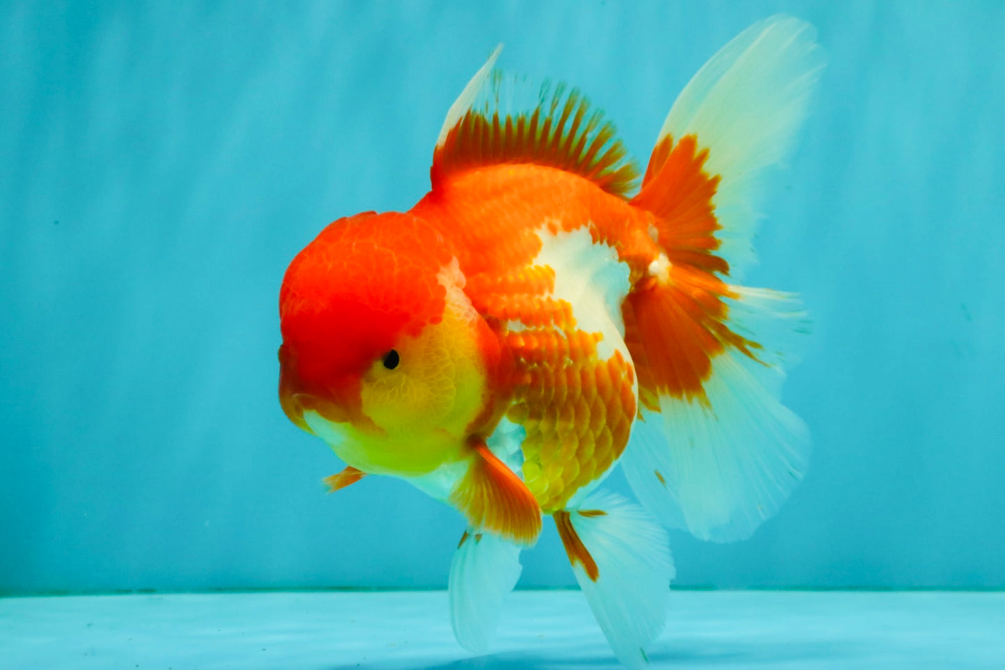IRON MAN A Grade Red White Oranda Female 6-6.5 inches #080726OR_07
