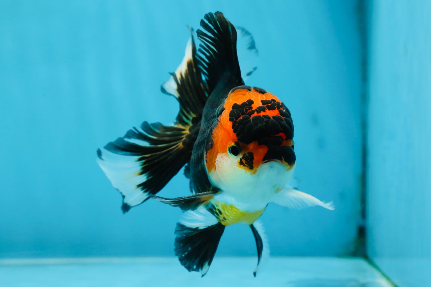 A Grade Young Tricolor Oranda Male 4.5 inches #061325_04