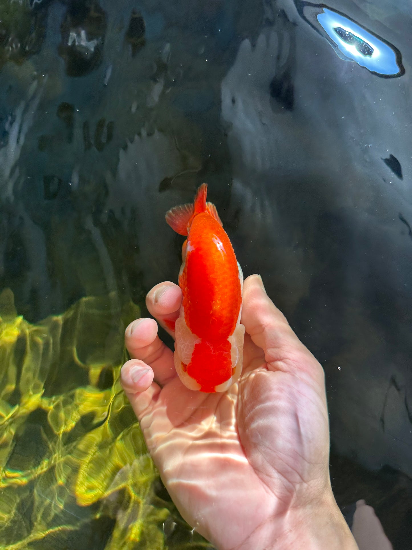 AAA Grade Red White LionKing 4.5 inches #050925LC_14