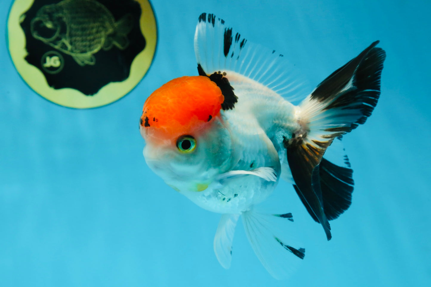 A Grade Red Head Tricolor Oranda Male 4.5 inches #053025OR_19