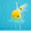 SUNNY White Oranda Female 5-5.5 inches #041026OR_08