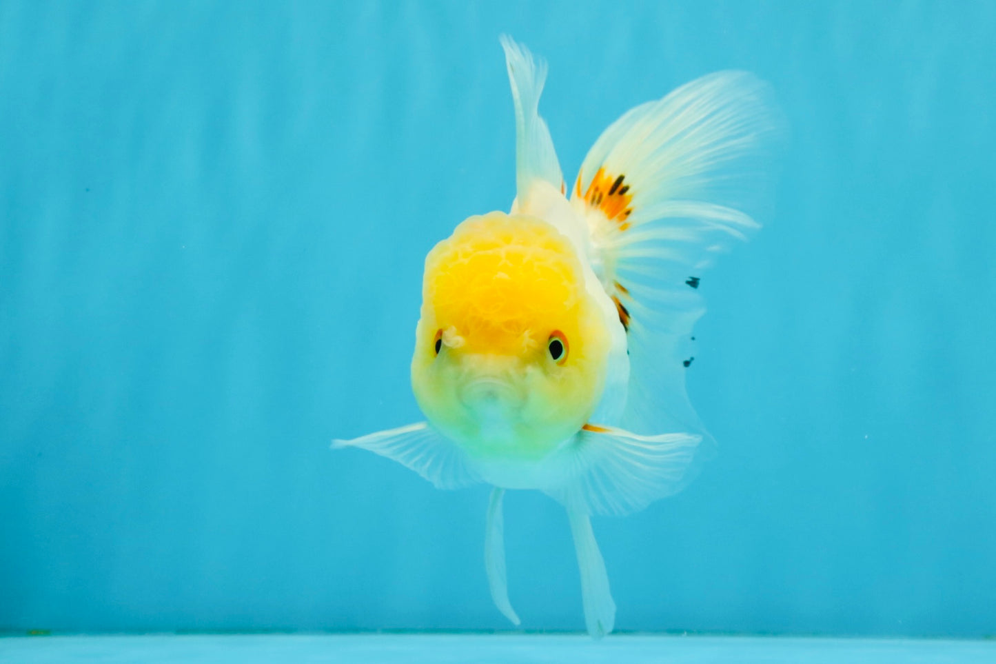 SUNNY White Oranda Female 5-5.5 inches #041026OR_08