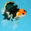 A Grade Tricolor Oranda Male 5 inches #082225OR_20