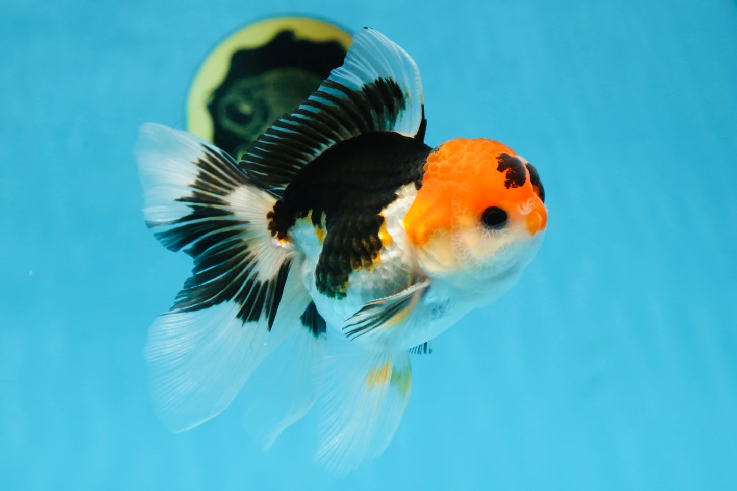 A Grade Tricolor Oranda Male 5 inches #082225OR_20