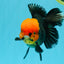 A Grade Red Head Tricolor Oranda Male 5.5-6 inches #030626OR_25