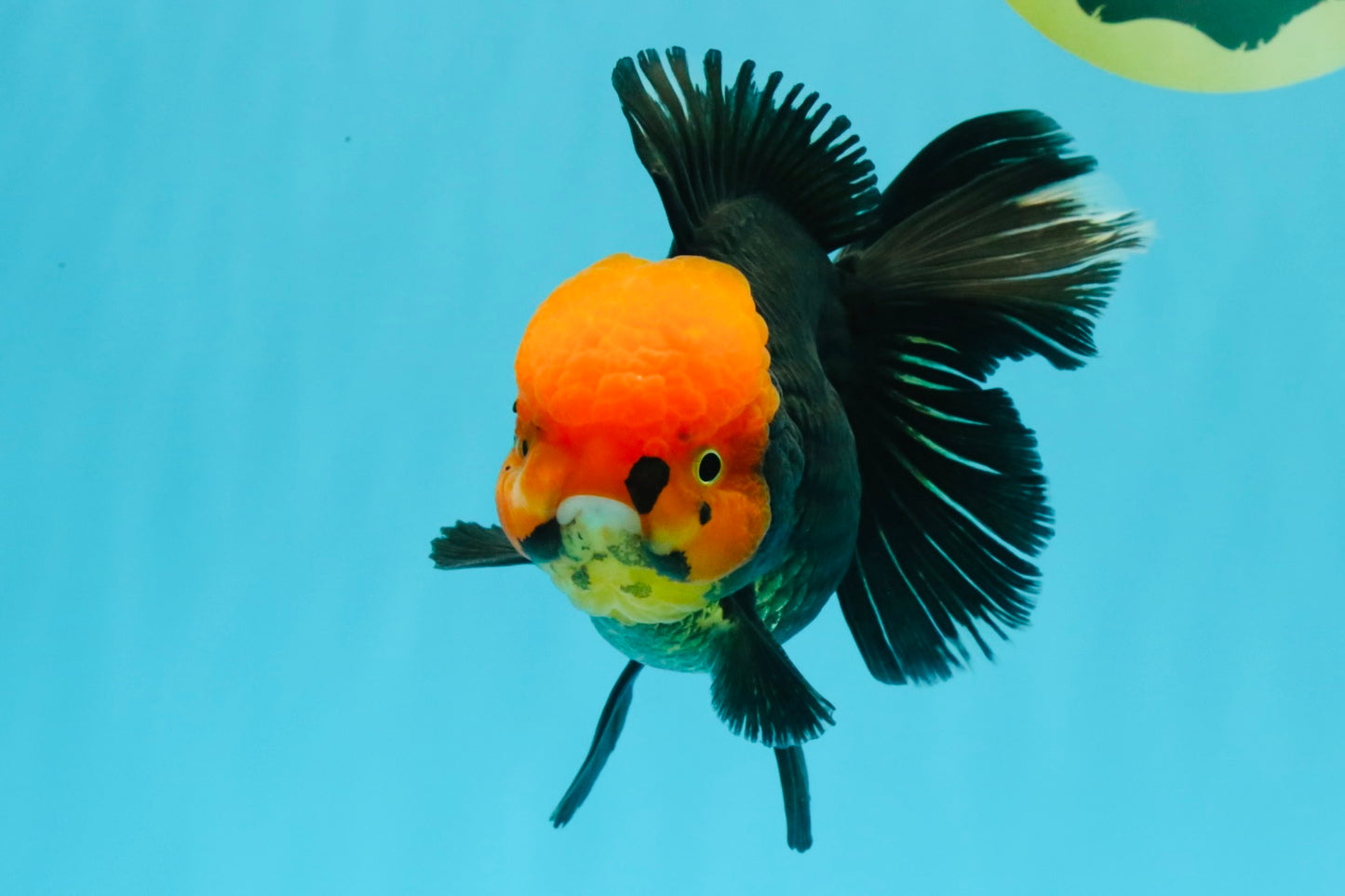 A Grade Red Head Tricolor Oranda Male 5.5-6 inches #030626OR_25