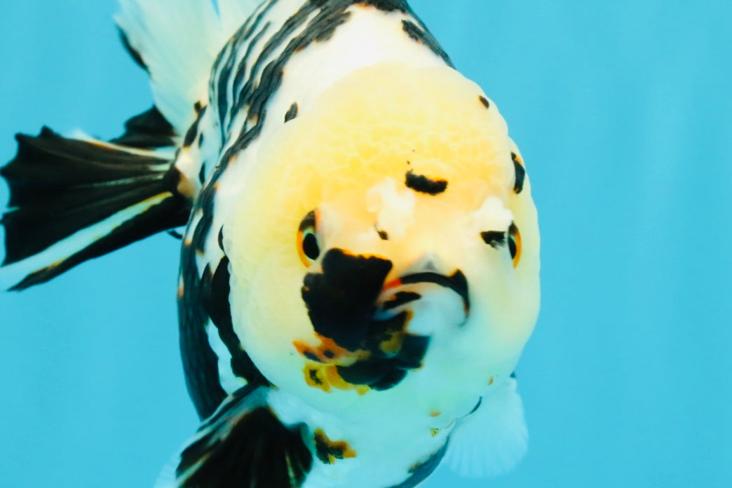 A Grade Special White Tiger Yuanbao Female 6 inches #022726YB_08