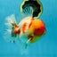 AAA Grade Godzilla Kohaku Sakura Oranda Male 5-5.5 inches #050925OR_56